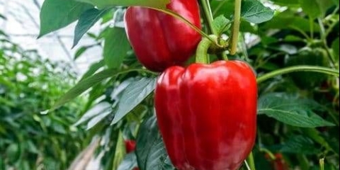 Kada sijati rasad paprike za staklenik